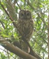 /album/my-local-birding-gallery/tawny-owls-have-returned-to-our-reserve-at-ossett-jpg/